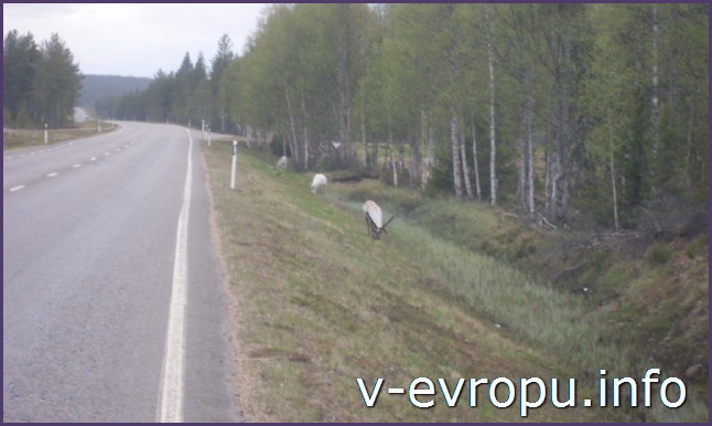 Дикие олени на дорогах Скандинавии