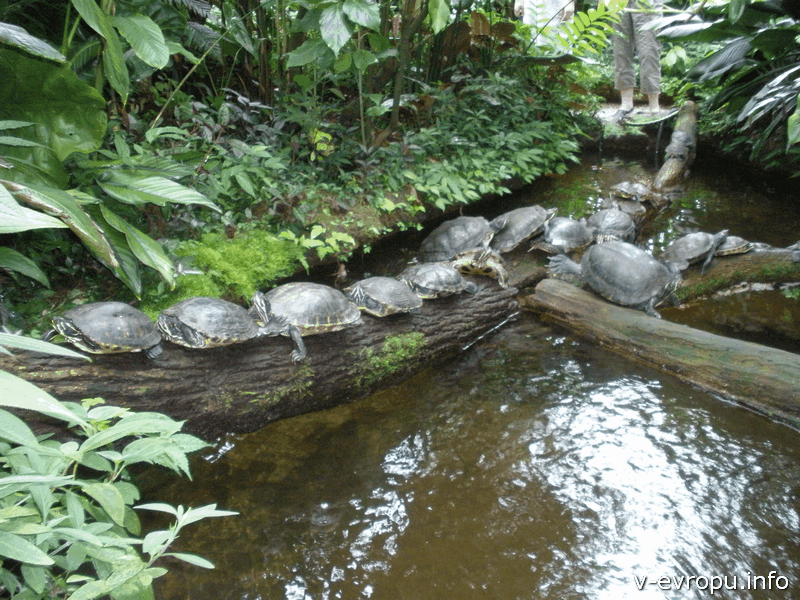 Черепахи в Ботаническом Саду
