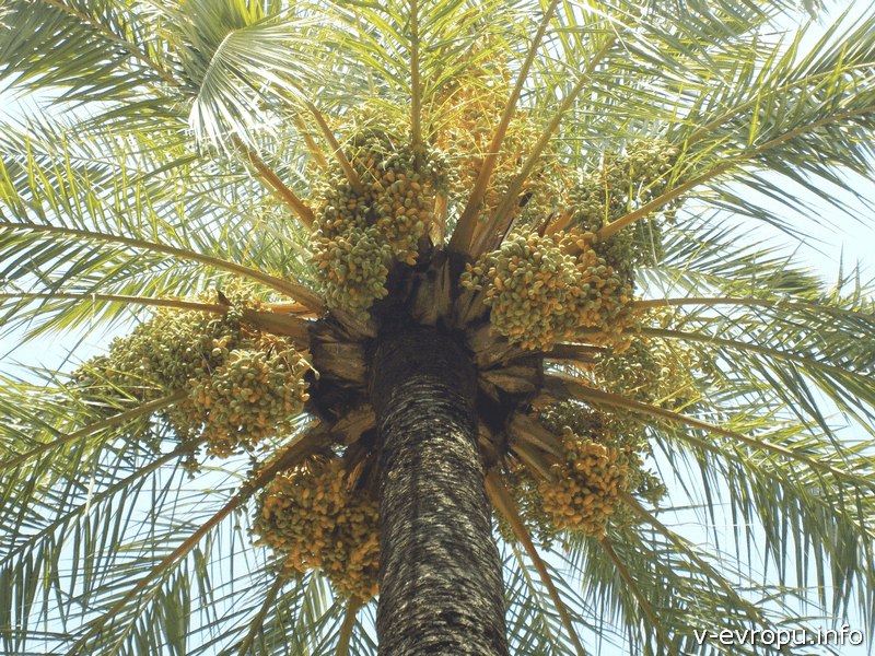 Пальмы с финиками в Севилье