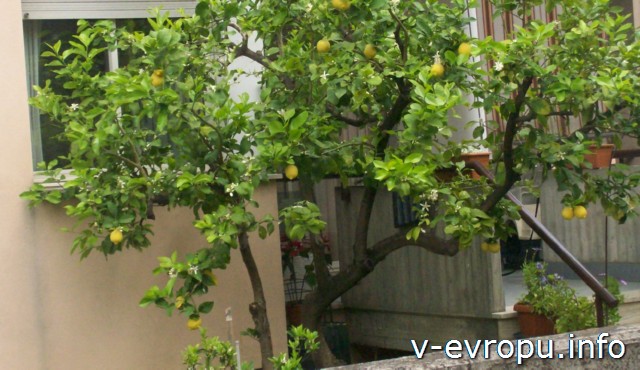 Пескара. Италия. Май. Лимонное дерево