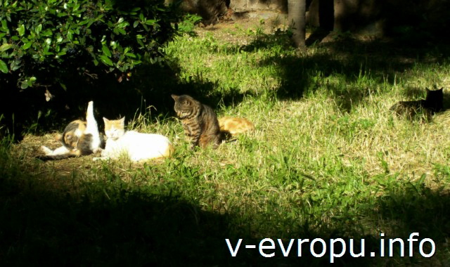 Кошки в Риме  в парке Калипари