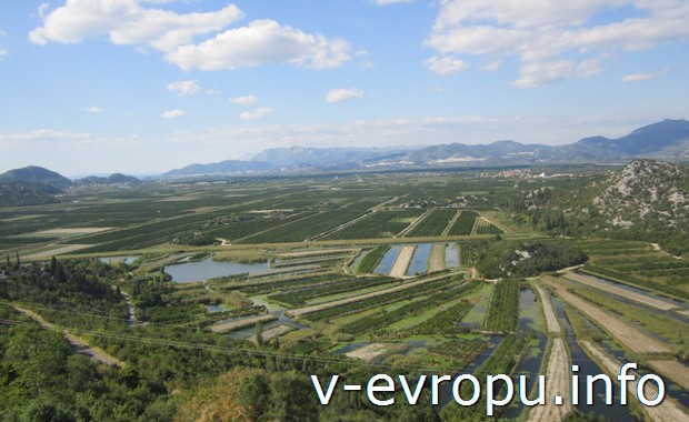 Мандариновые плантации в Хорватии